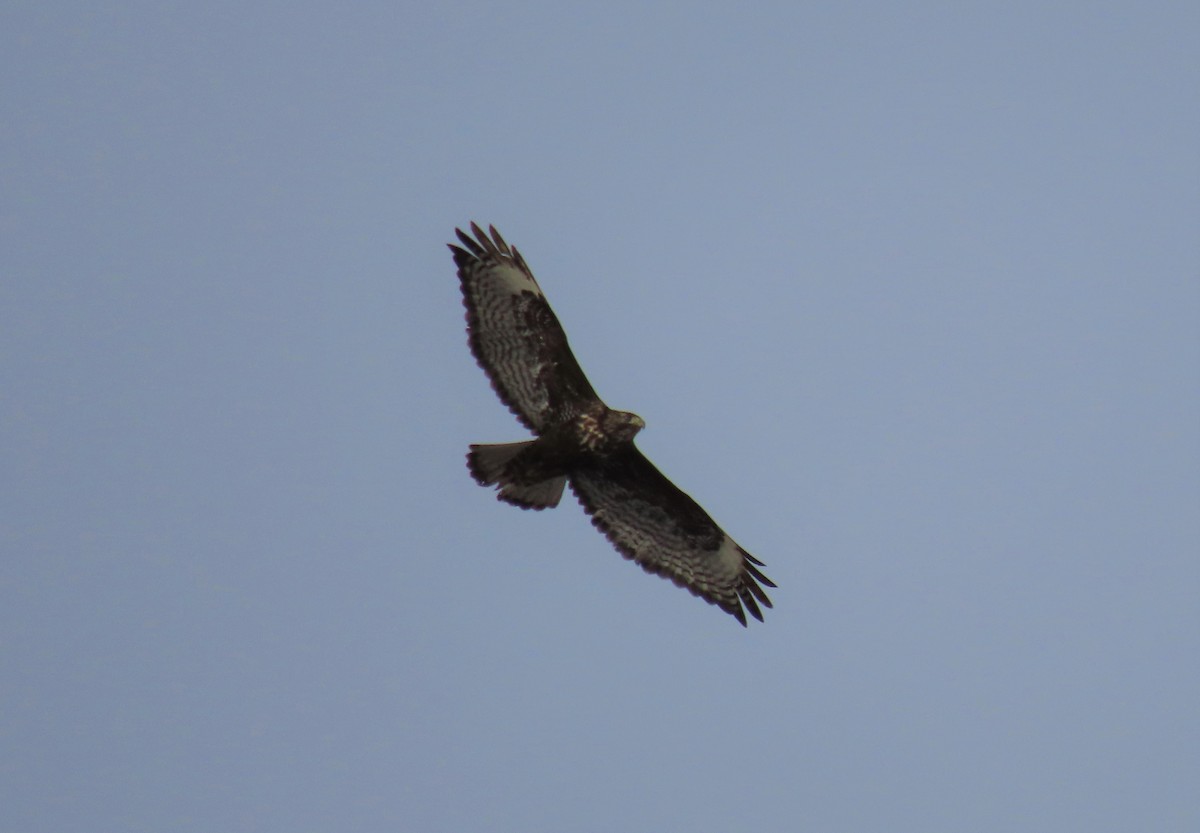 Red-tailed Hawk (Harlan's) - ML414636511