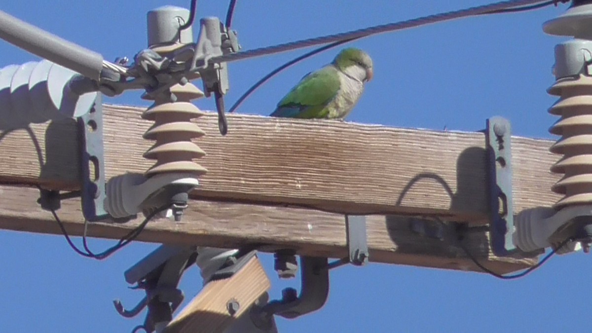 Monk Parakeet - ML414636521