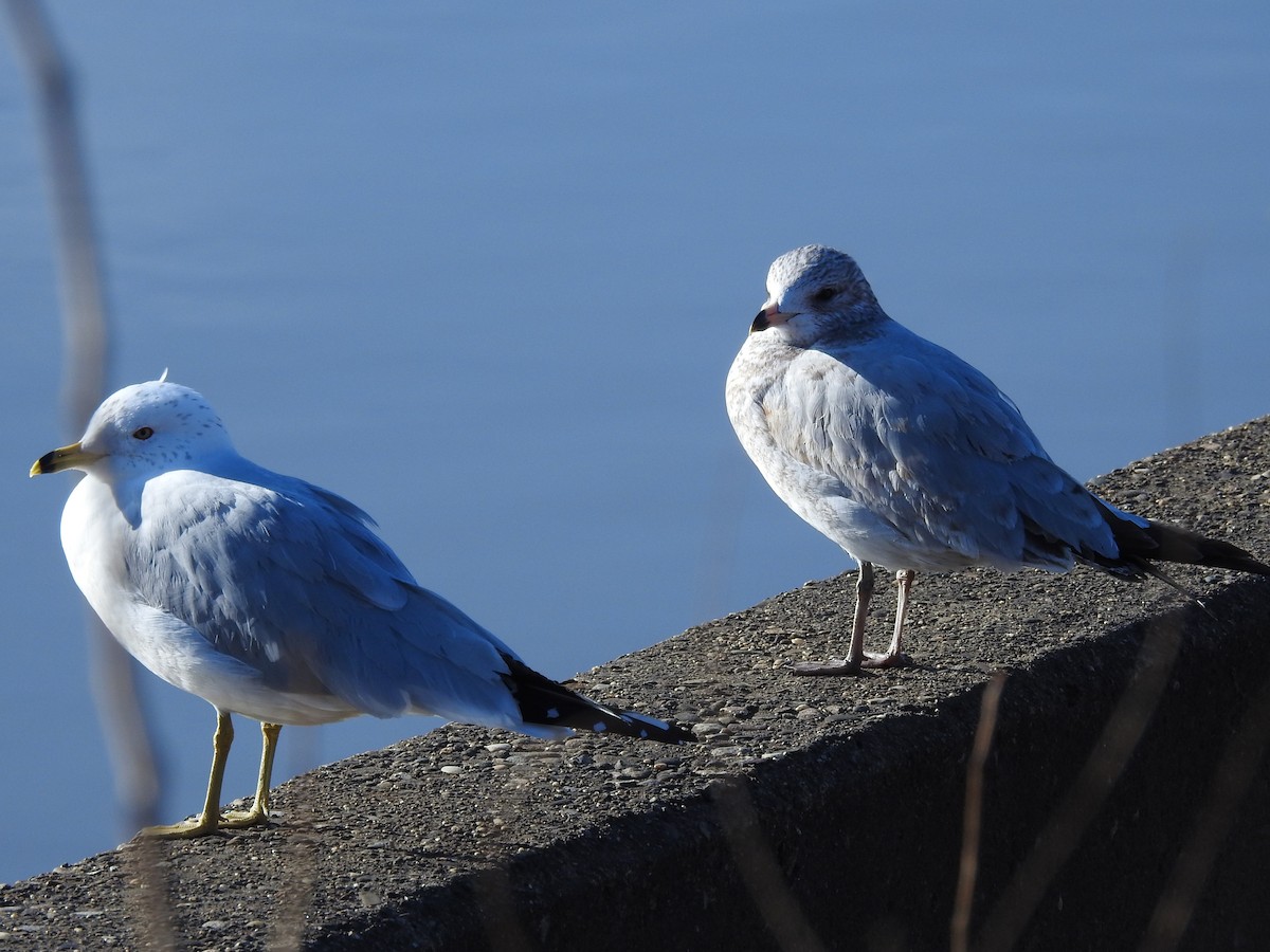 Ring-billed Gull - ML414636551