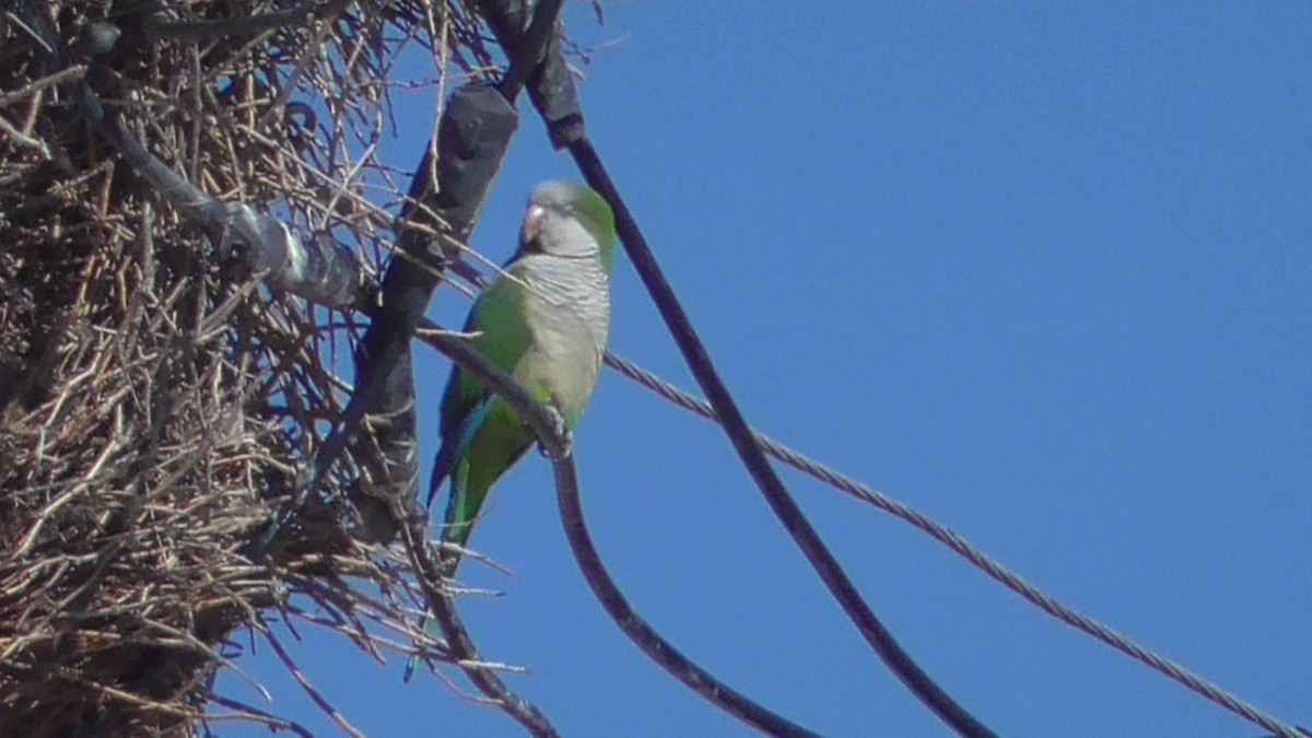 Monk Parakeet - ML414636641