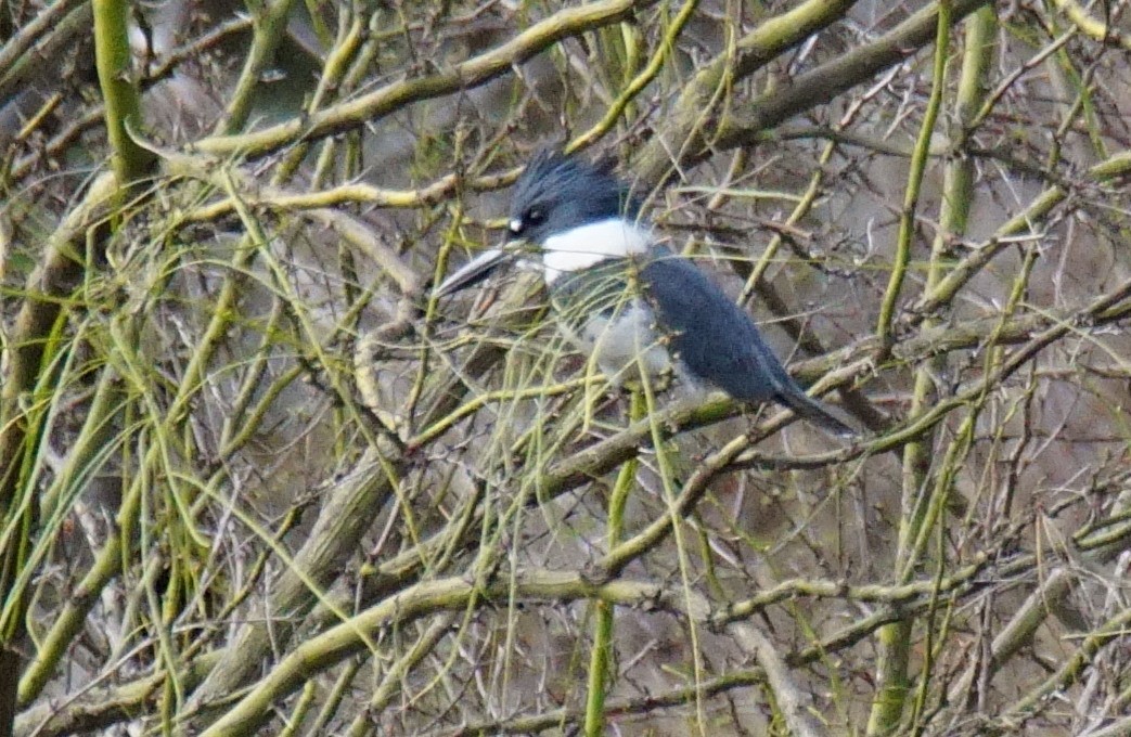 Belted Kingfisher - ML414638411