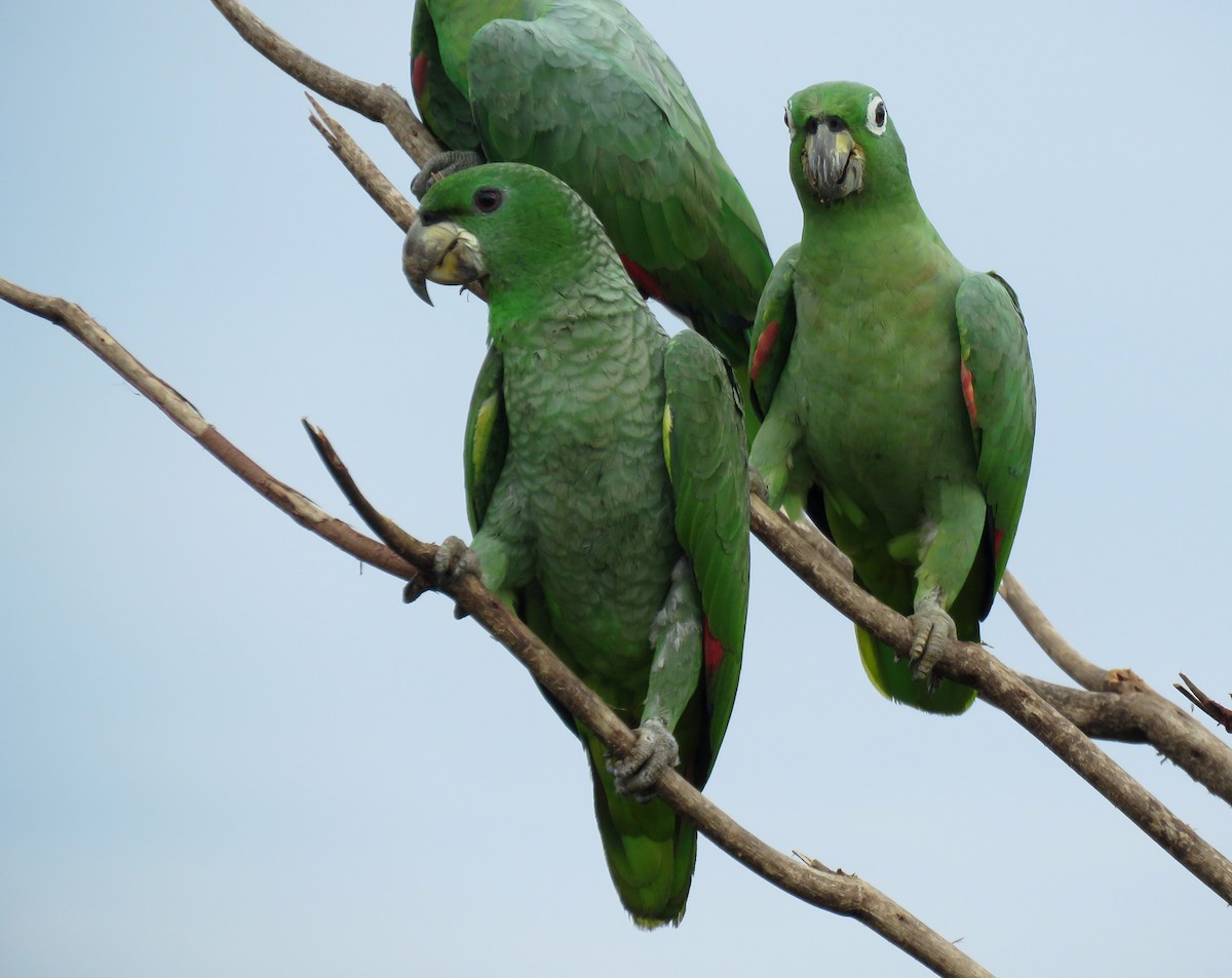 Kawall's Parrot - Iván Lau