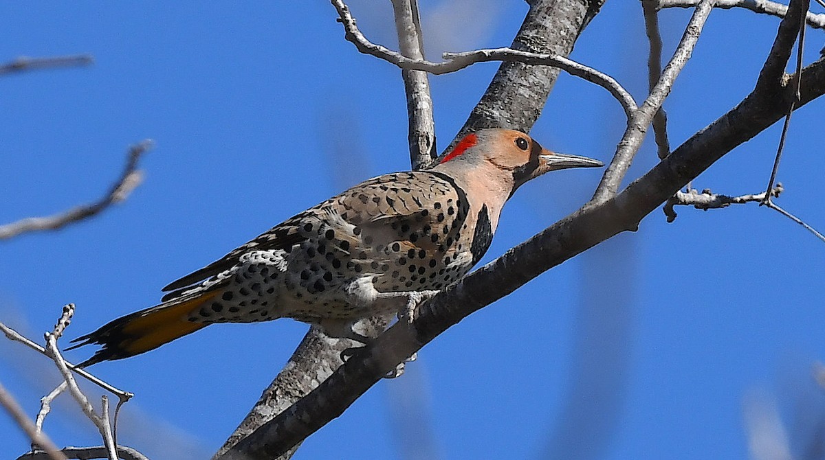 Northern Flicker - Doug Orama