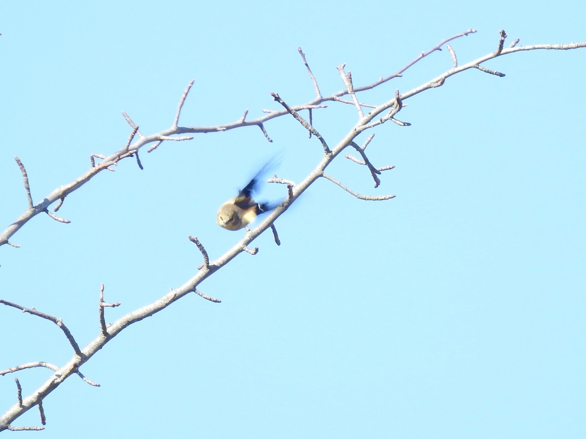 American Goldfinch - ML414639121