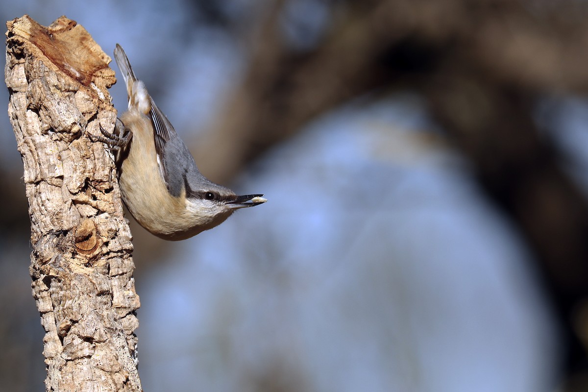 Eurasian Nuthatch - ML414640221