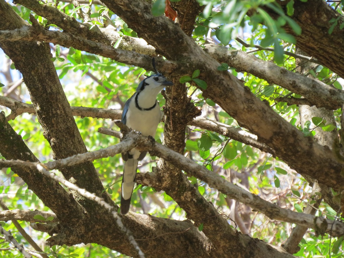 White-throated Magpie-Jay - ML414640541