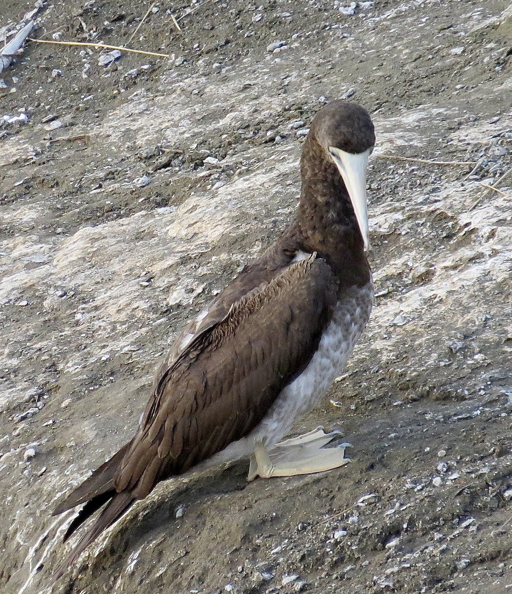 Brown Booby - ML414641821