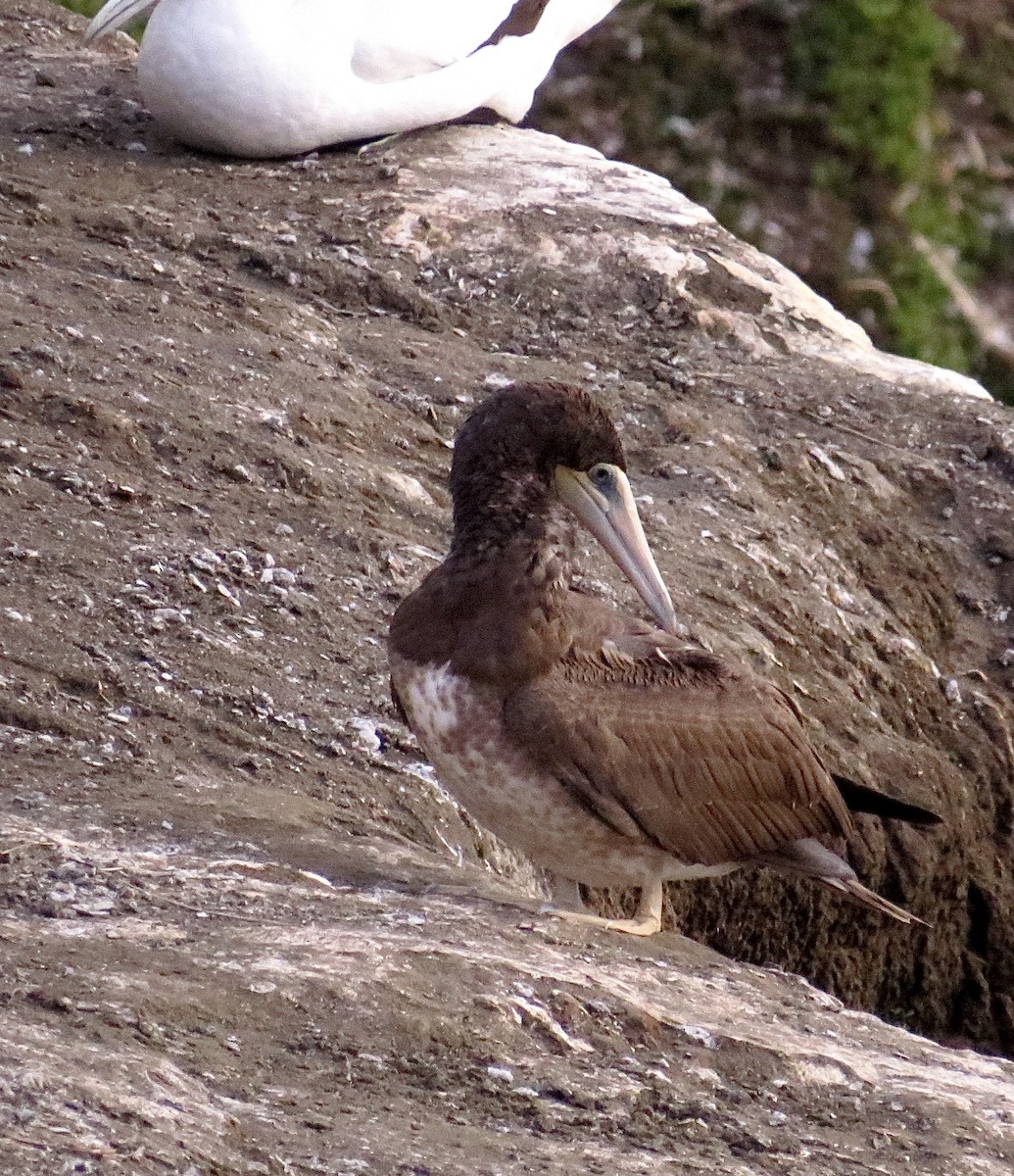 Brown Booby - ML414641861