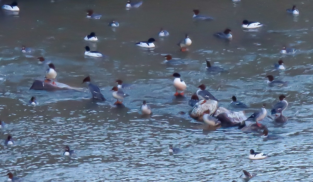 Common Merganser - robert bowker