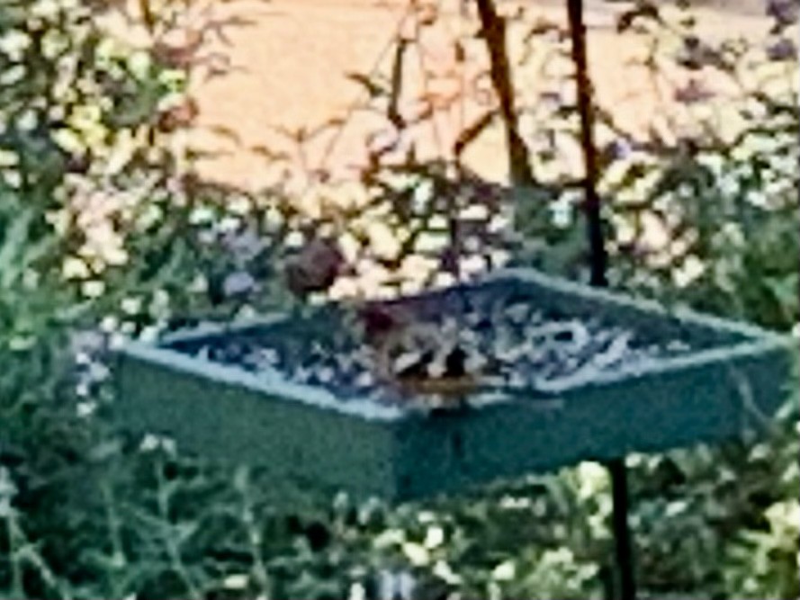 Black-headed Grosbeak - Susan Gilliland