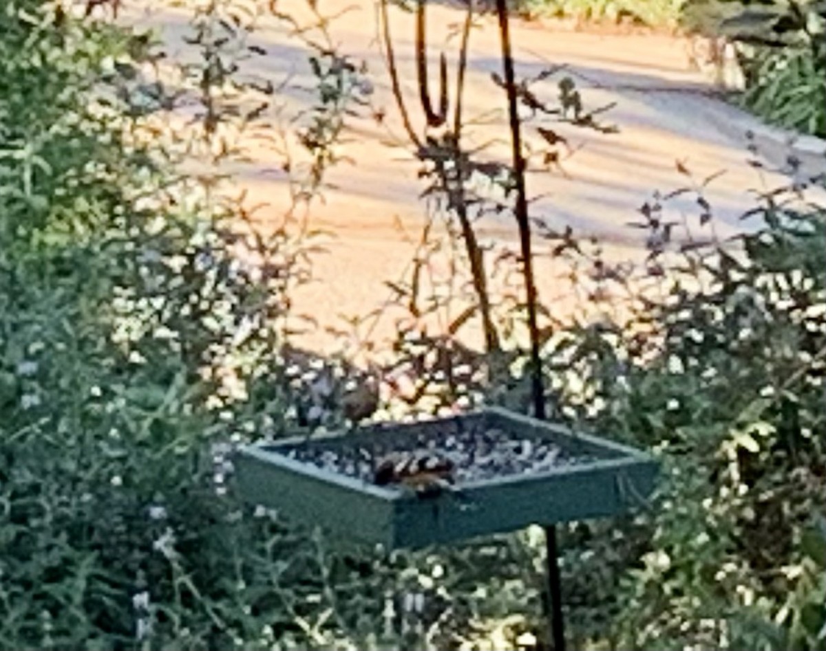 Black-headed Grosbeak - Susan Gilliland