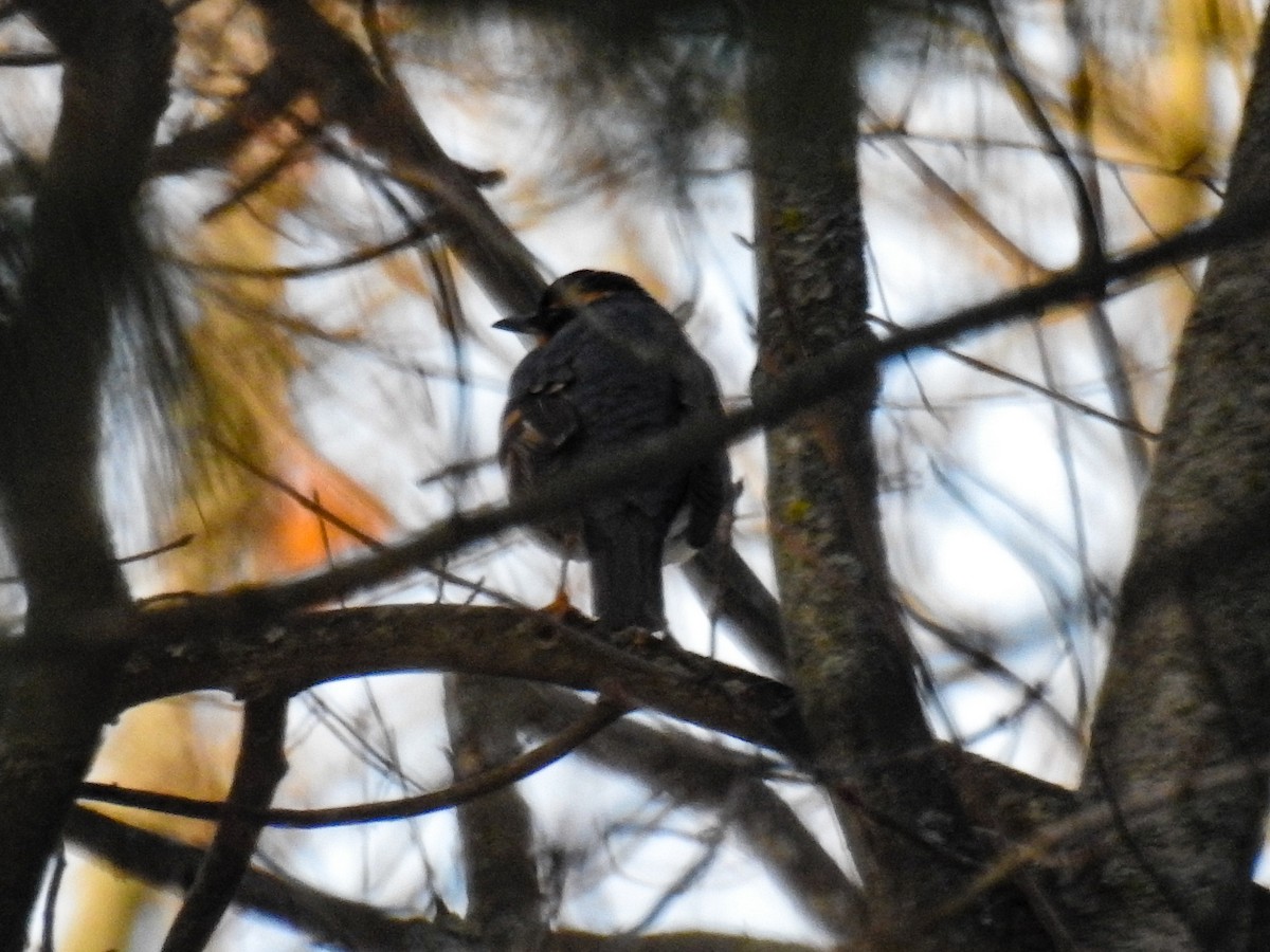 Varied Thrush - ML414643521
