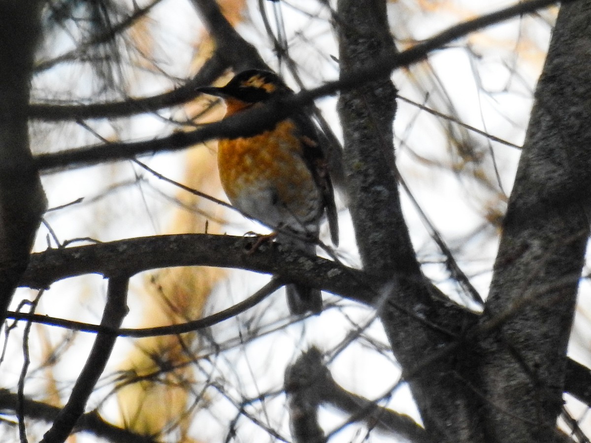 Varied Thrush - ML414643531