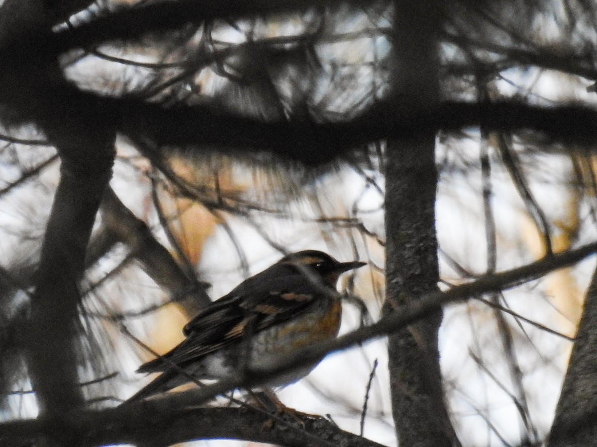 Varied Thrush - ML414643541