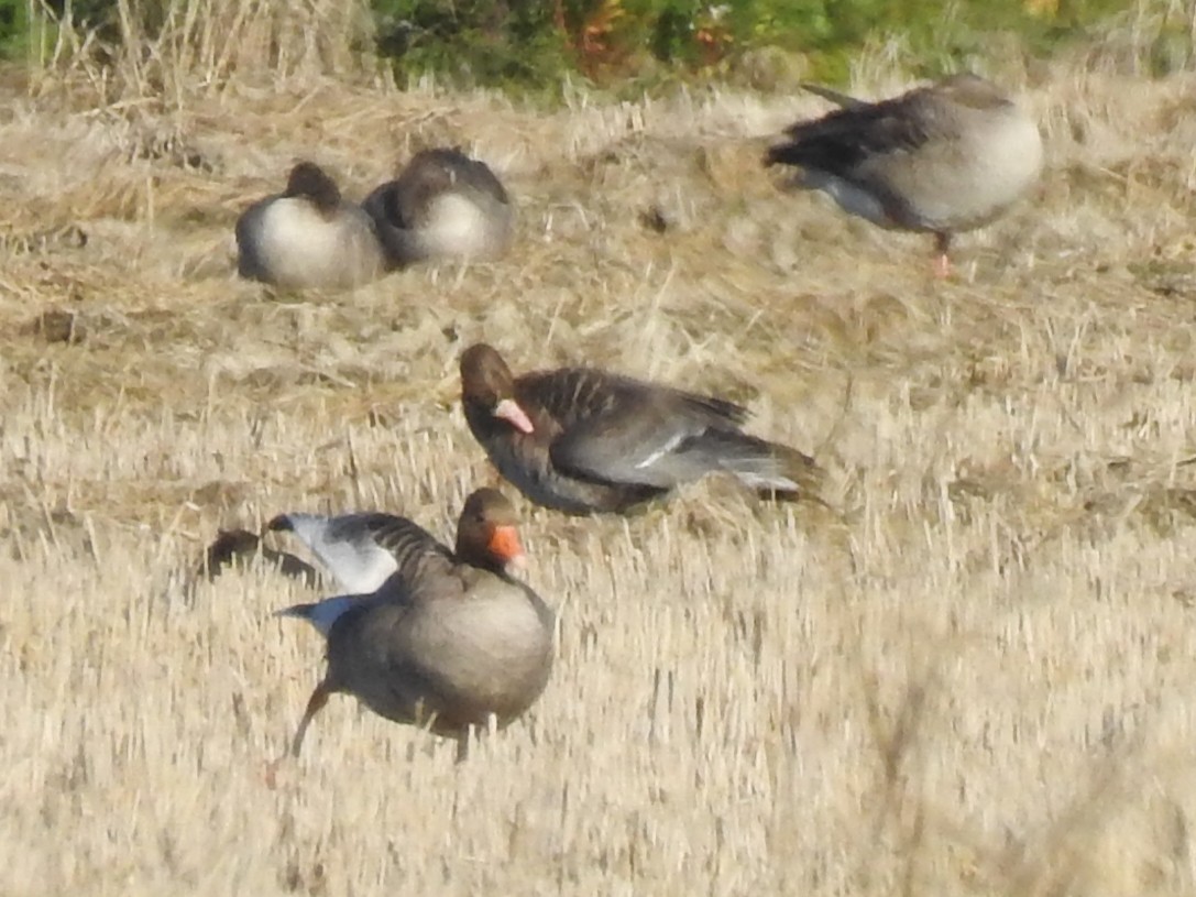 Greater White-fronted Goose - ML414644061