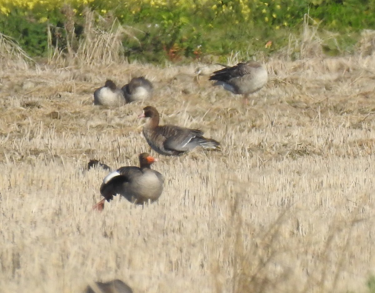 Greater White-fronted Goose - ML414644081