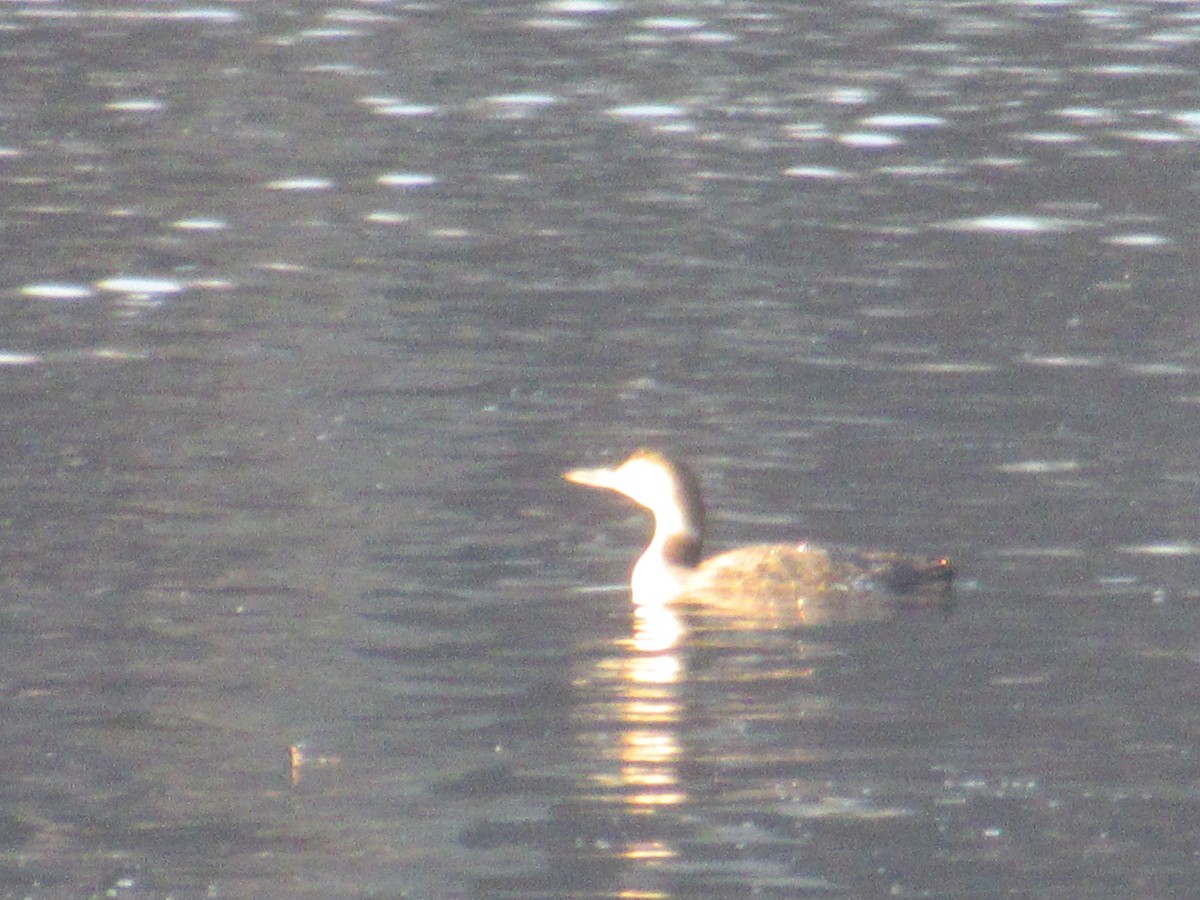 Red-throated Loon - ML414644951