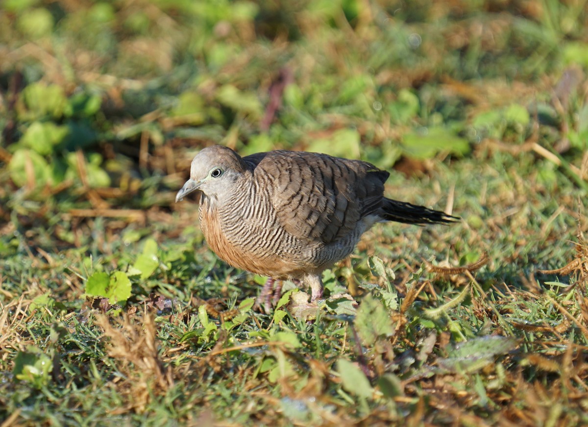 斑馬鳩 - ML414644981