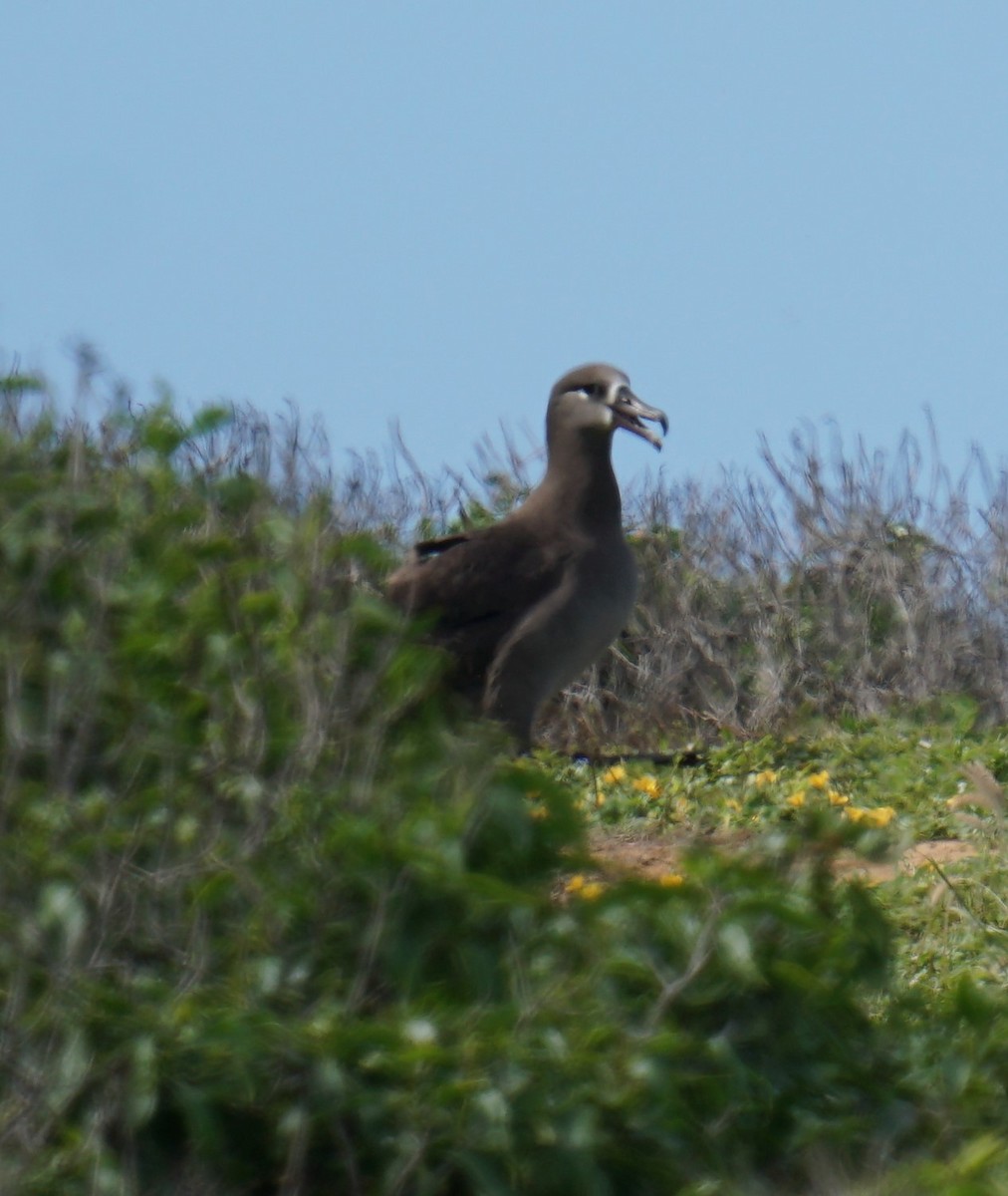 Albatros à pieds noirs - ML414645821