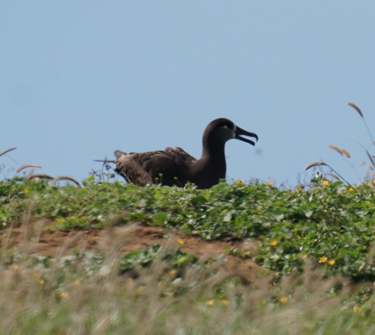 Black-footed Albatross - ML414645841