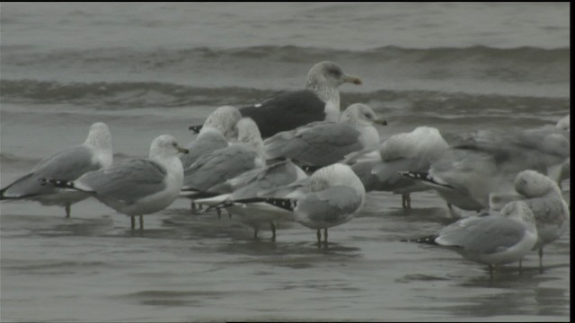 Ring-billed Gull - ML414646