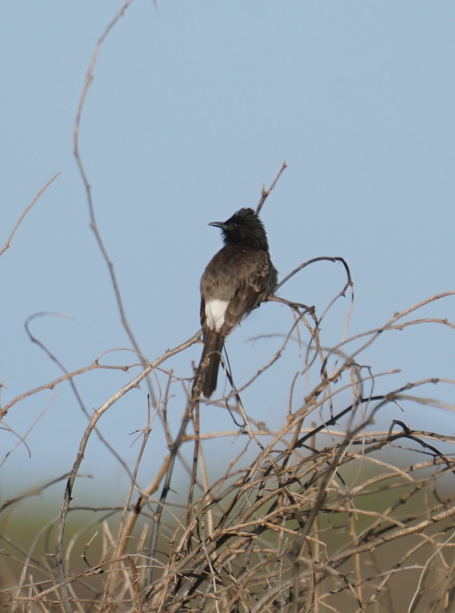 Red-vented Bulbul - Cindy & Gene Cunningham