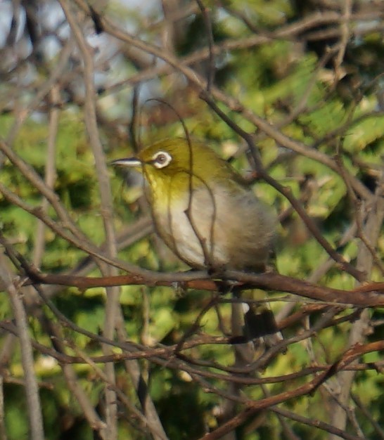 Warbling White-eye - Cindy & Gene Cunningham