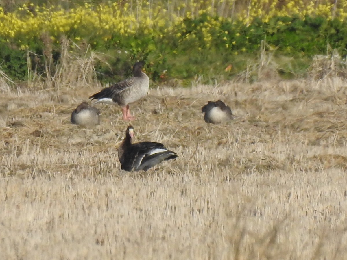 Greater White-fronted Goose - ML414646711