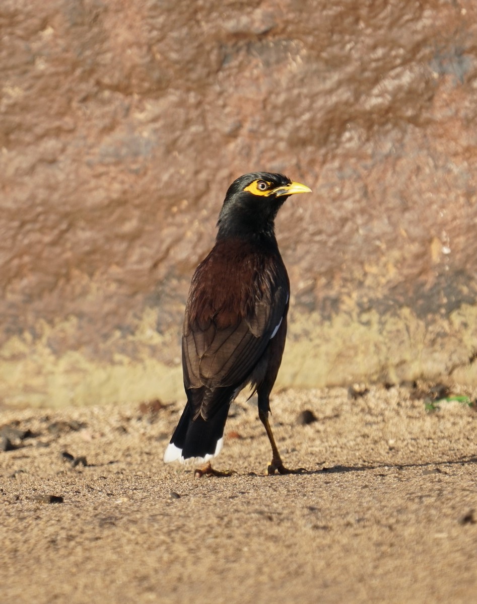 Common Myna - ML414646761