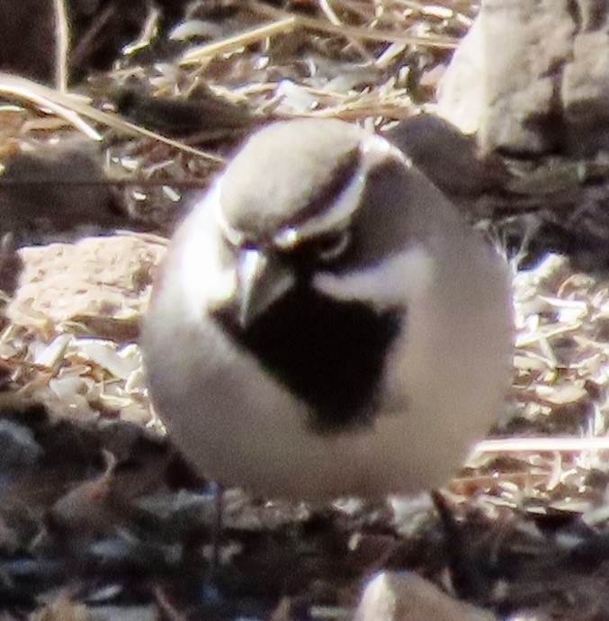 Black-throated Sparrow - ML414647081