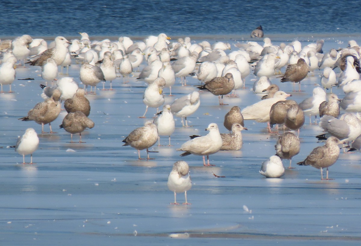 Glaucous Gull - ML414647161