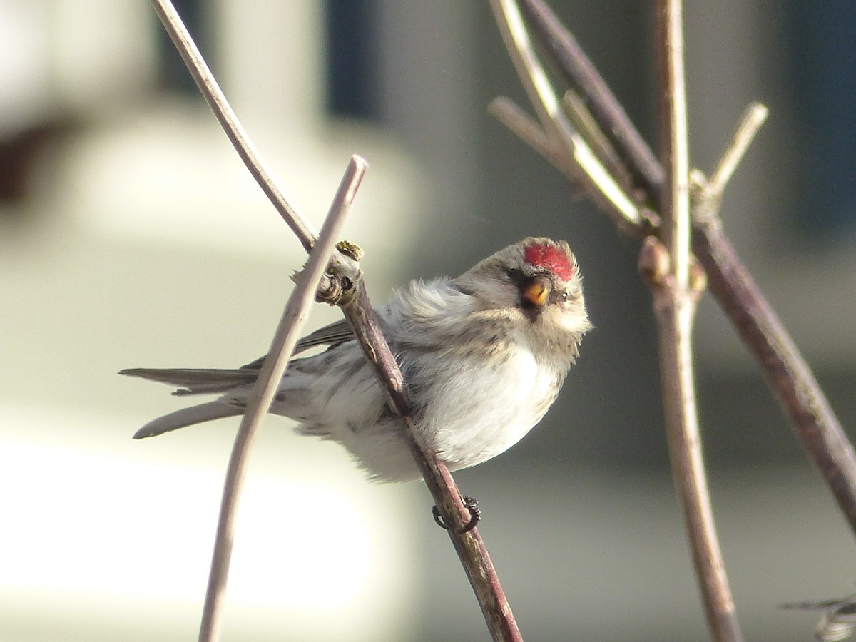 redpoll sp. - Gus van Vliet