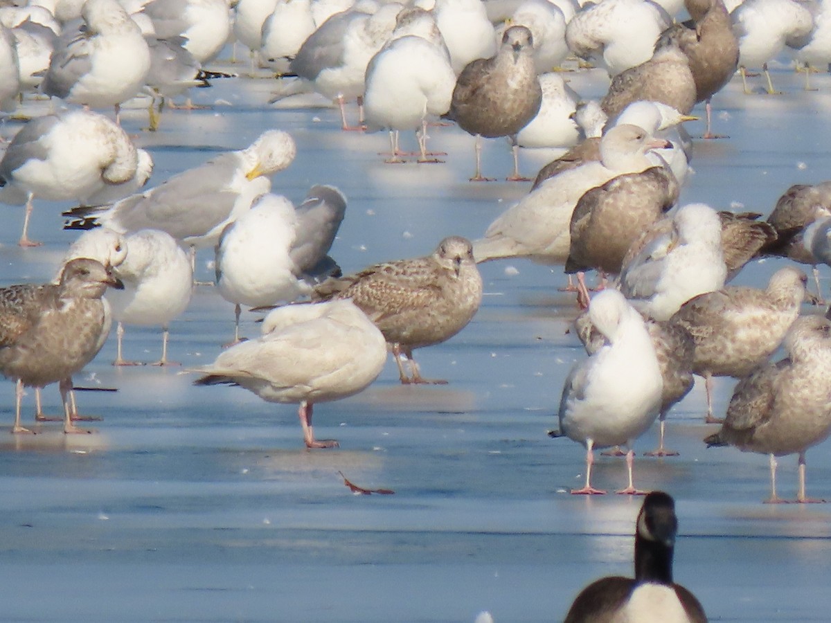 Glaucous Gull - ML414647551