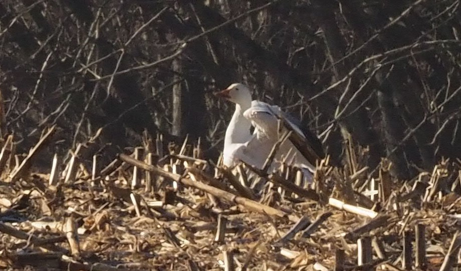 Snow Goose - ML414647861