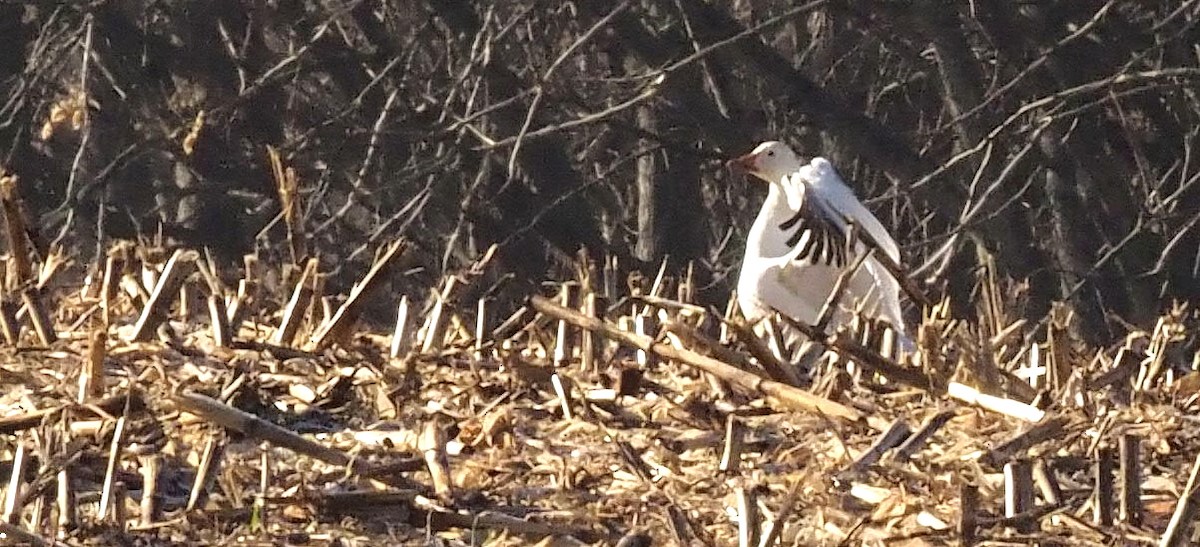 Snow Goose - ML414647871