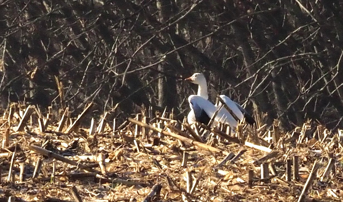 Snow Goose - ML414647881