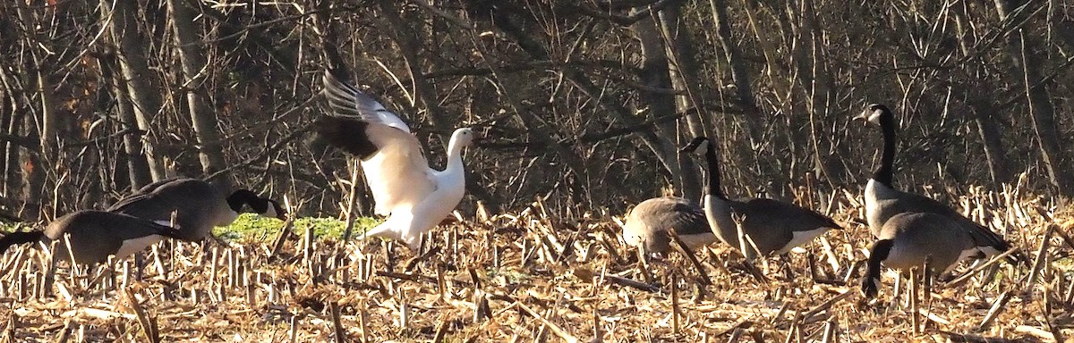 Snow Goose - ML414647901
