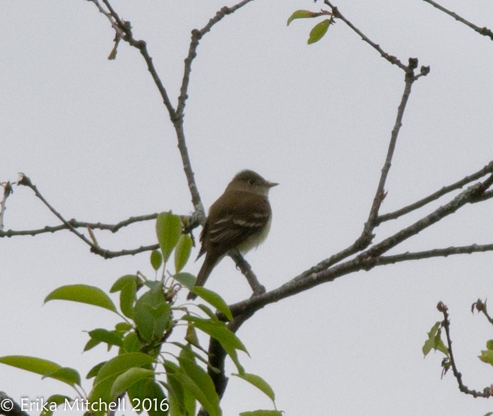 Alder Flycatcher - ML41464901