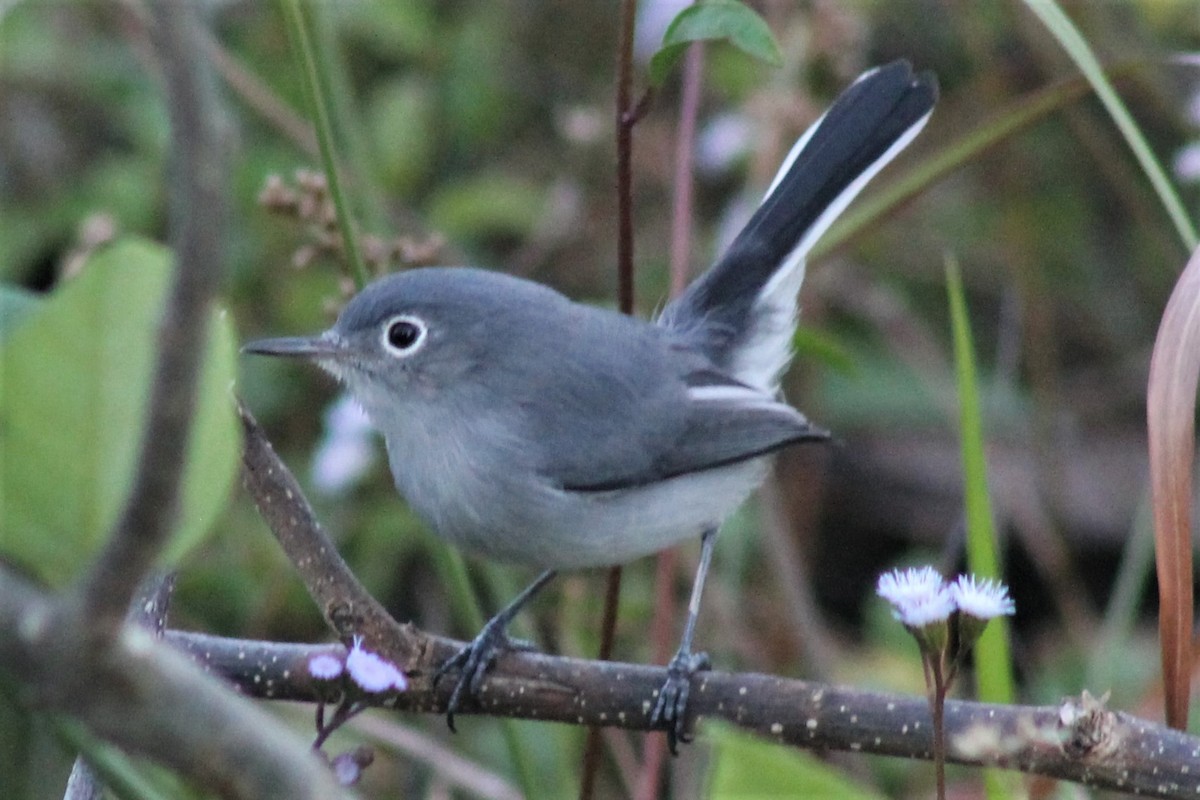 Blue-gray Gnatcatcher - ML41464911