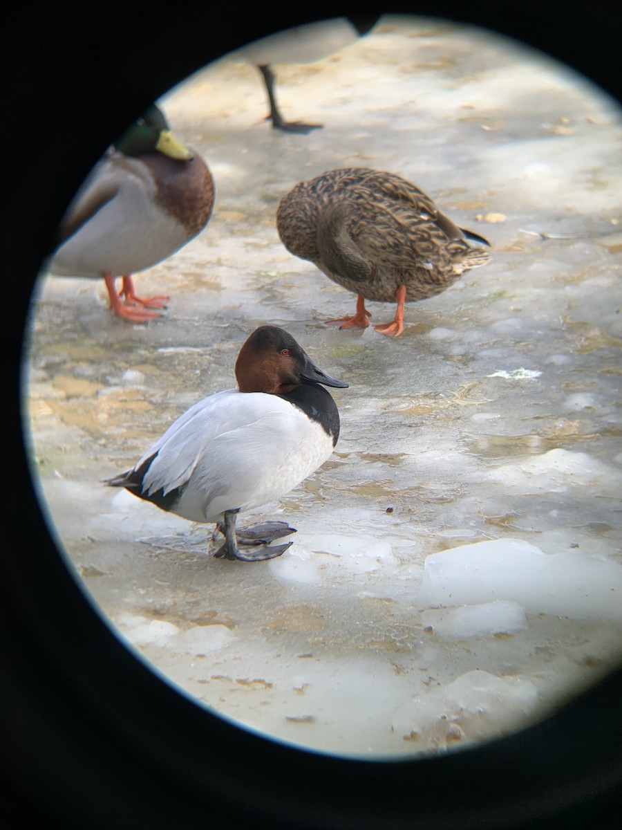 Canvasback - aaron lehr