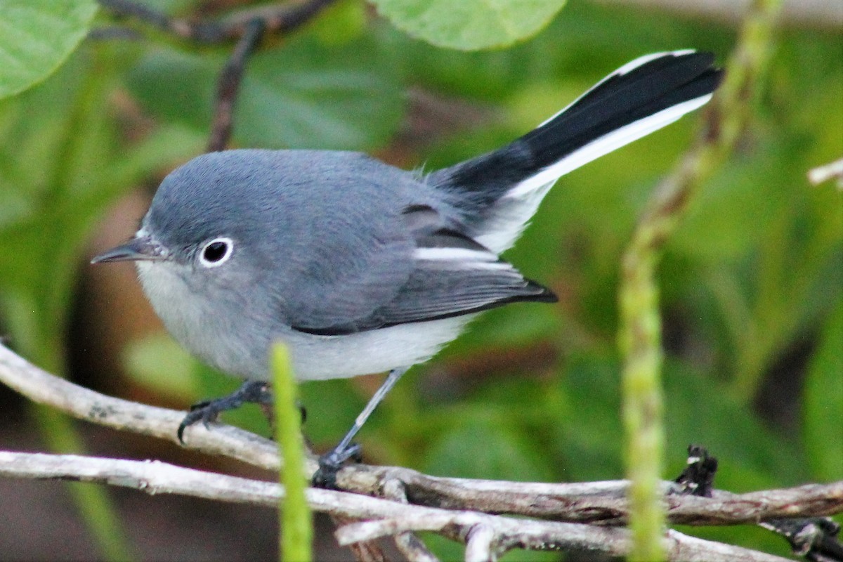 Blue-gray Gnatcatcher - ML41464921