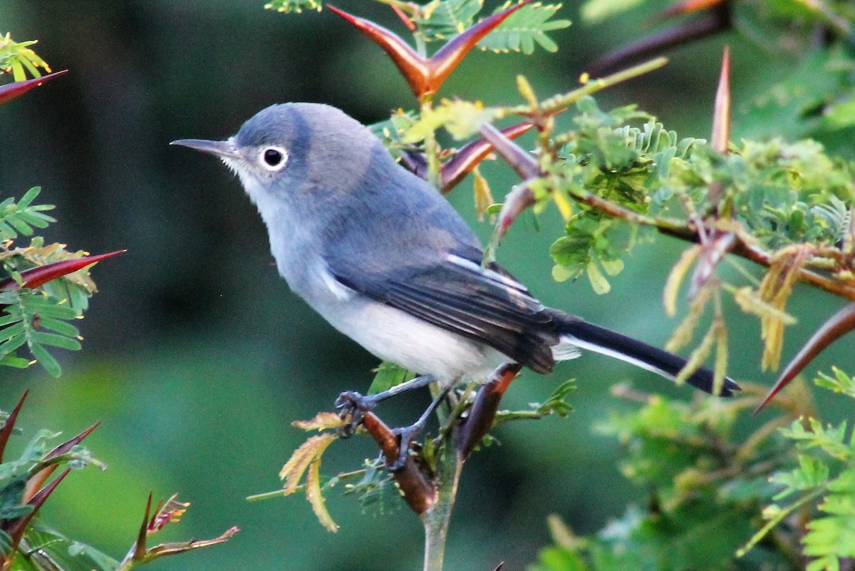 Blue-gray Gnatcatcher - Greg Laverty