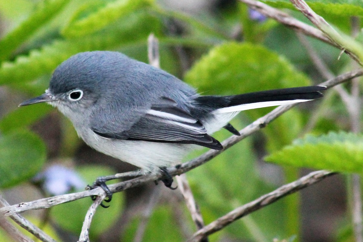 Blue-gray Gnatcatcher - ML41464941