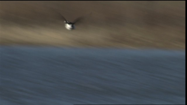 Long-tailed Duck - ML414651