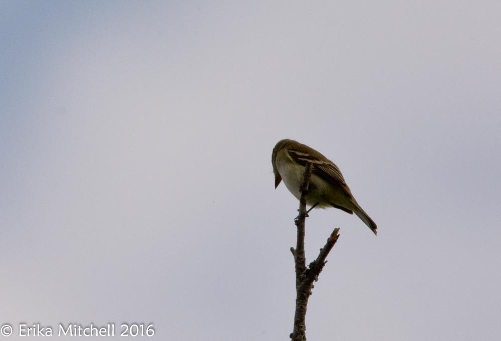 Alder Flycatcher - ML41465261