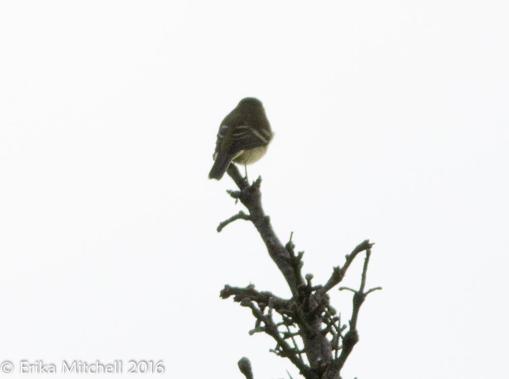 Alder Flycatcher - ML41465291