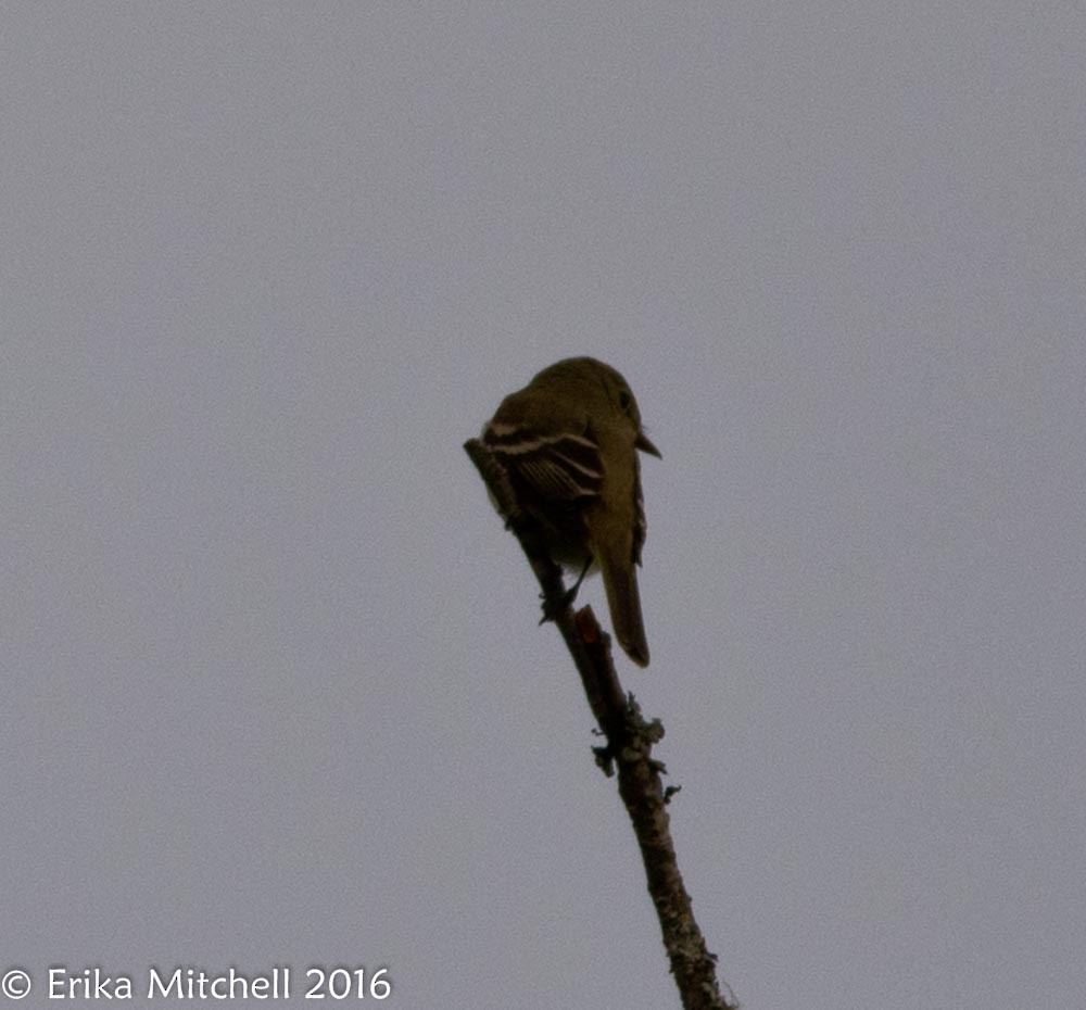 Alder Flycatcher - ML41465301