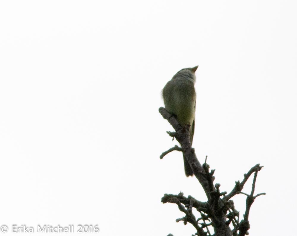 Alder Flycatcher - Erika  Mitchell