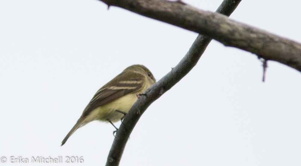 Alder Flycatcher - ML41465331