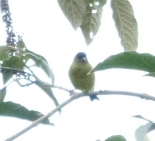 Andean Siskin - ML41465371